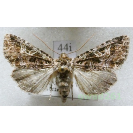Sideridis rivularis (Fabricius, 1775) Czech44i